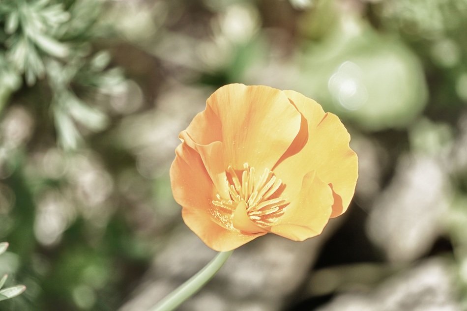 closeup picture of the pastel poppy in bright sunlight