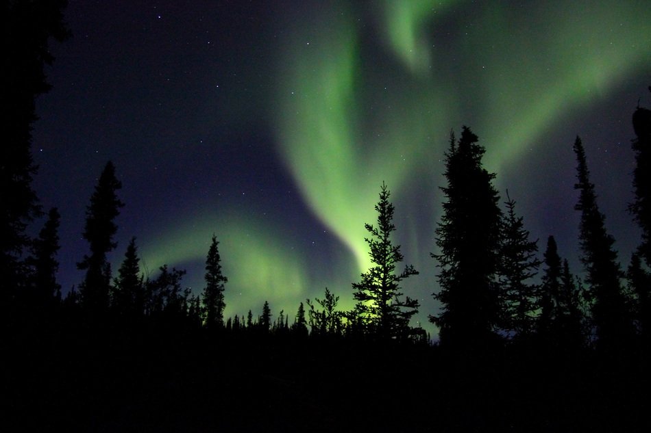 aurora borealis in the winter forest