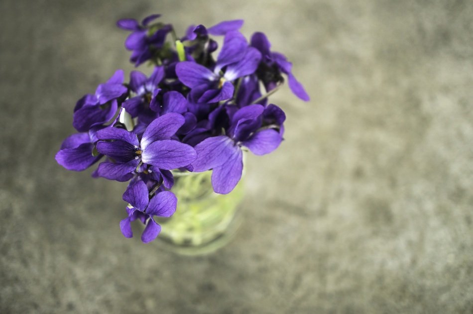 Beautiful violets in the glass