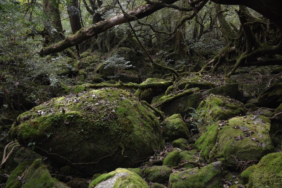 Yakushima Island Princess