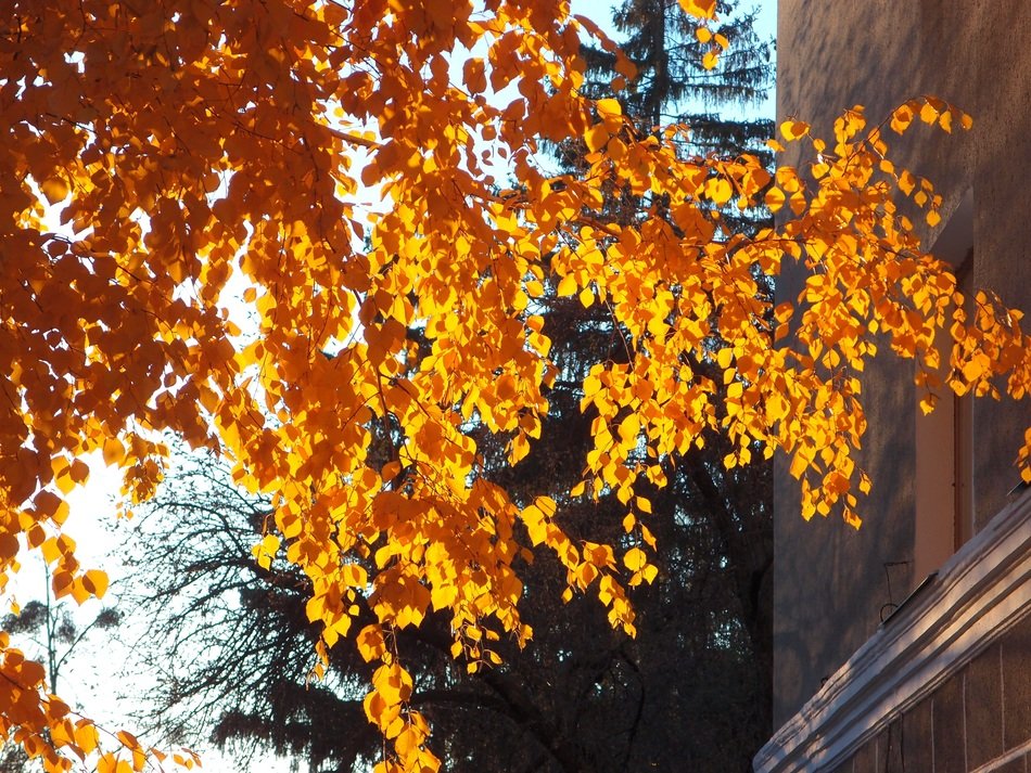 tree with bright yellow fall foliage in the sunlight