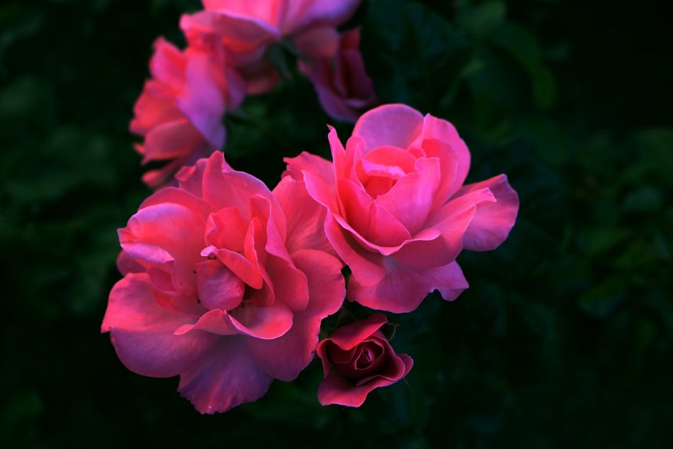 pink roses at dusk