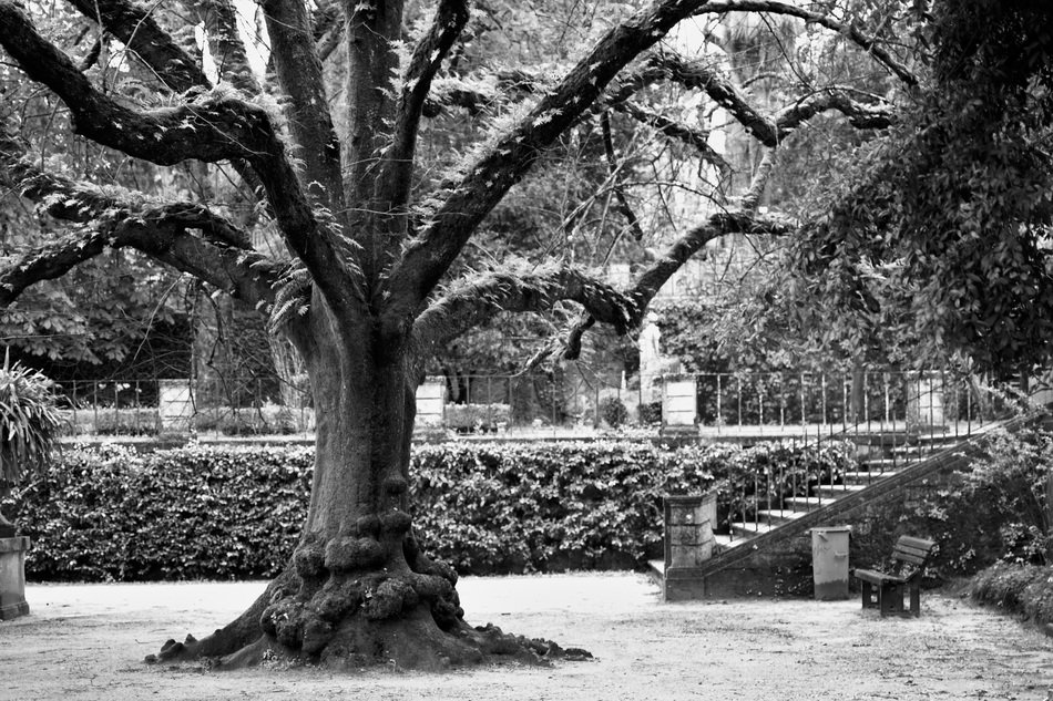 Black and white photo of the tree in the park