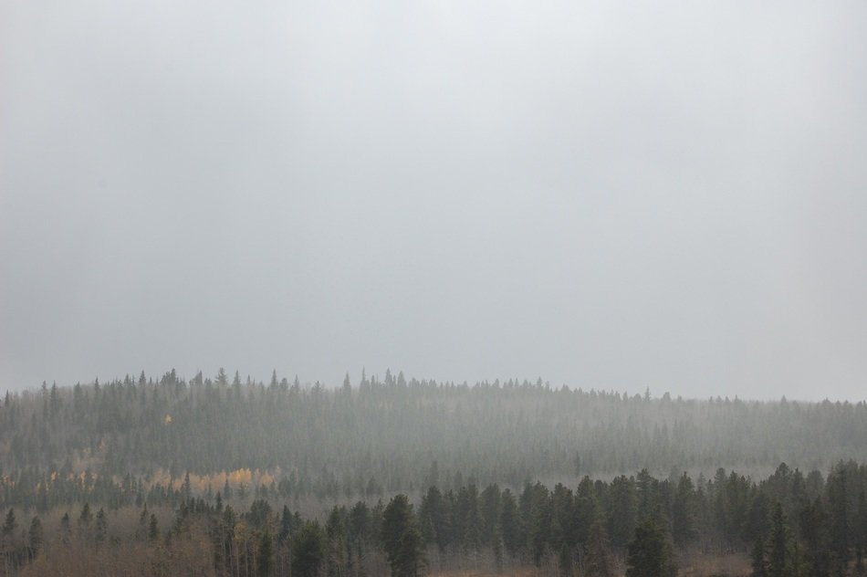 mystical fog over the forest