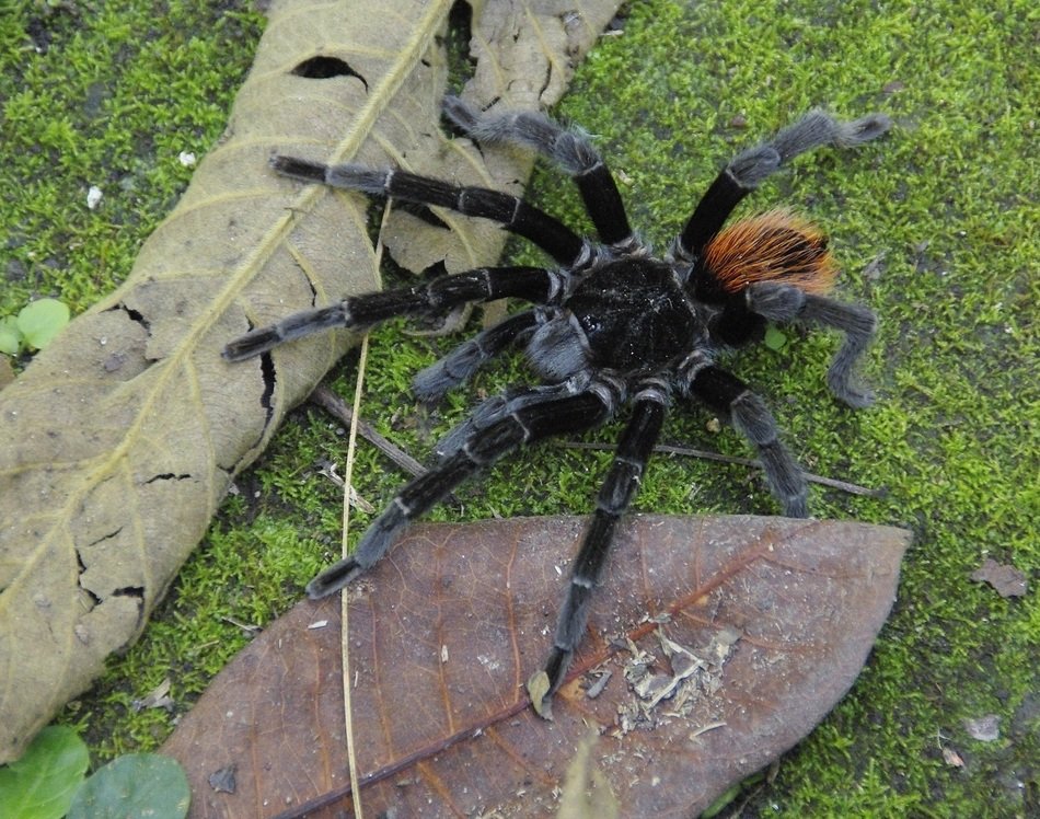 black spider on green grass, guatemala