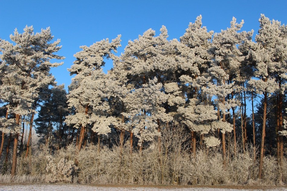 trees in frost on a sunny day