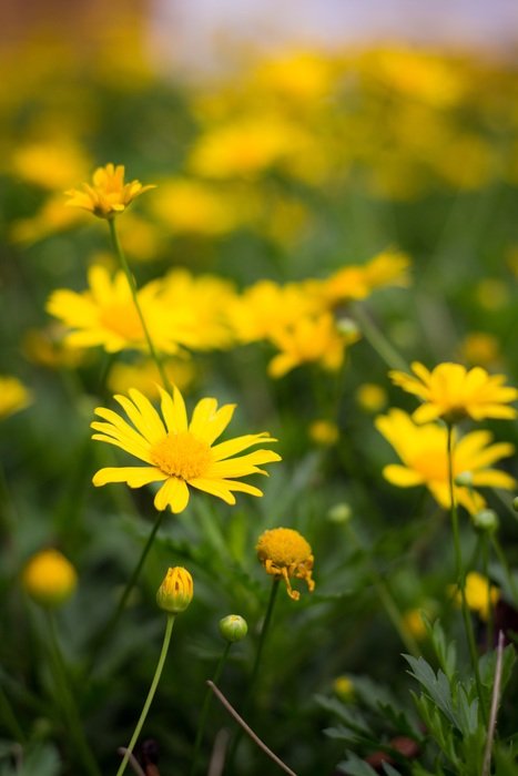 Yellow Margarita flowers