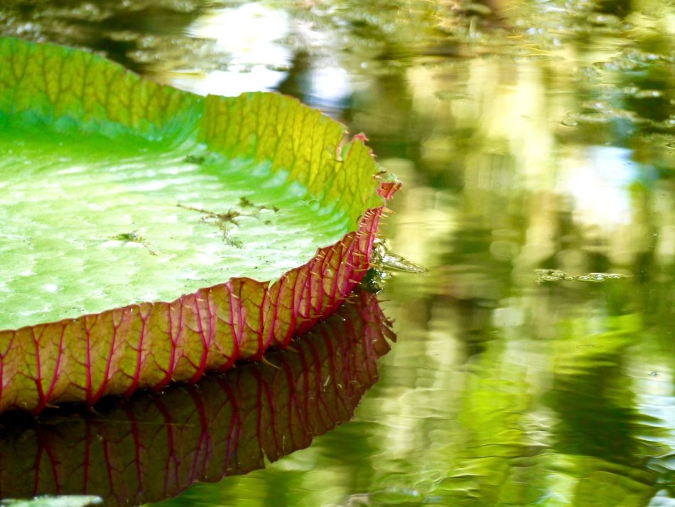 Water Leaf Water Lily White