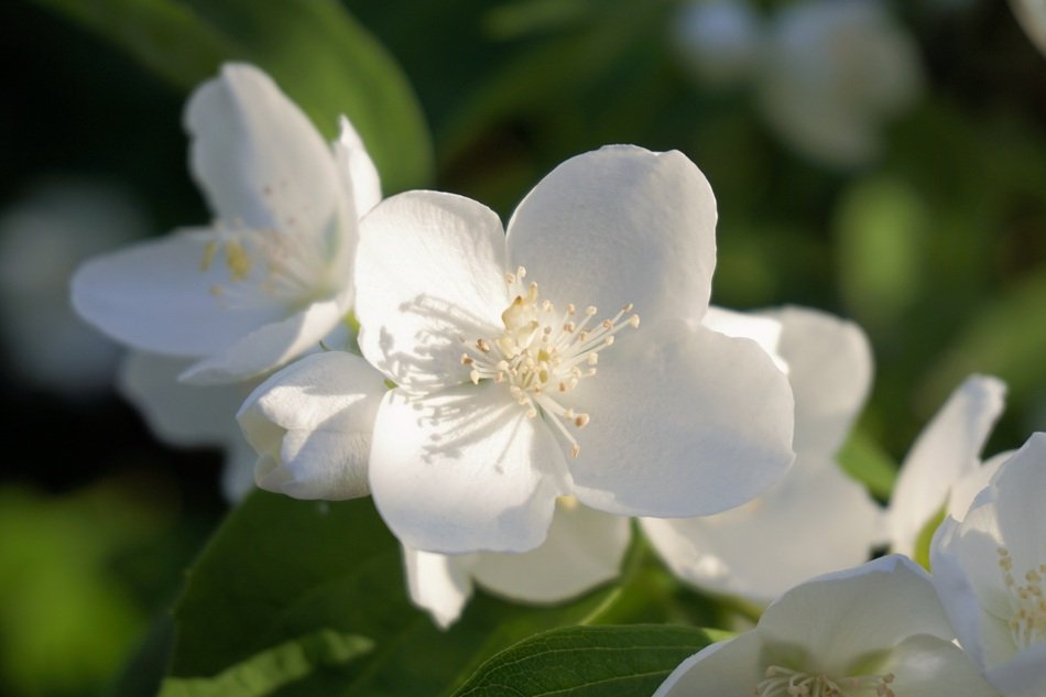 Flower Blossom Bloom Blossom