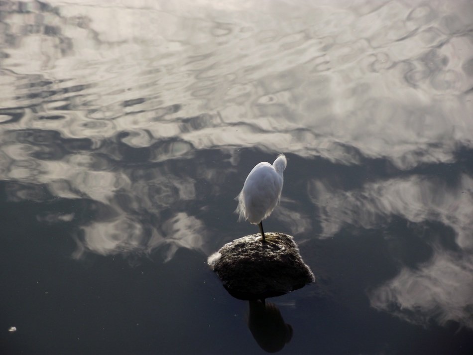 beautiful Seagull bird