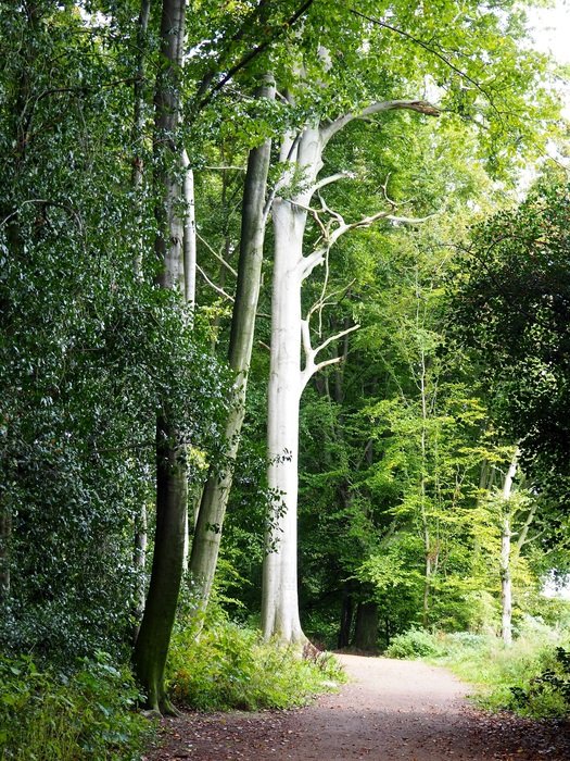 awesome Nature Trees