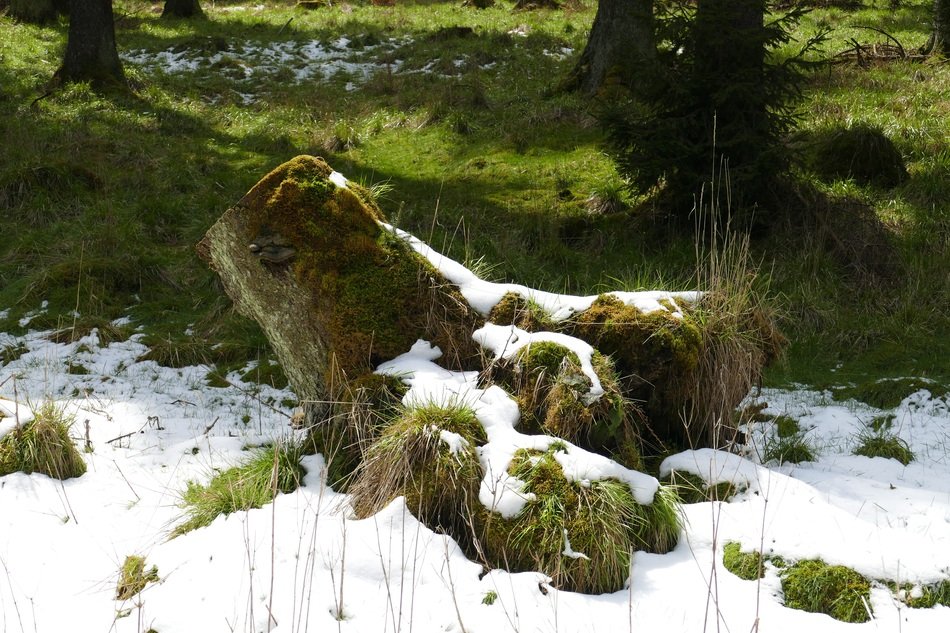 thaw in the forest on a sunny day