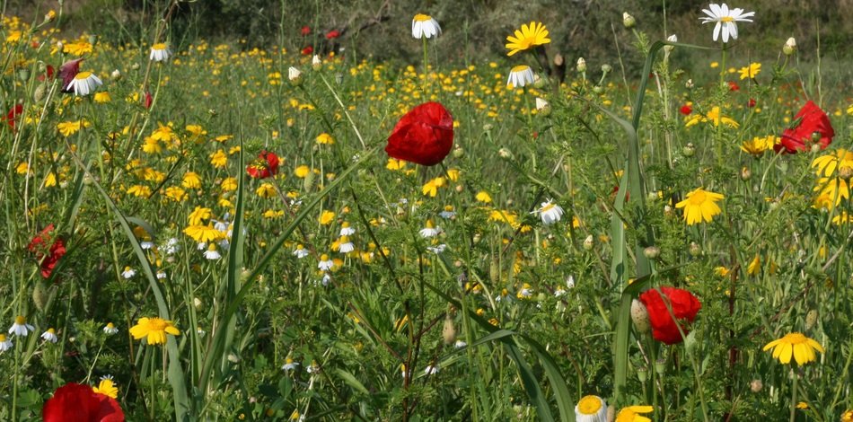 stunningly beautiful Poppy Red Wild Flowers