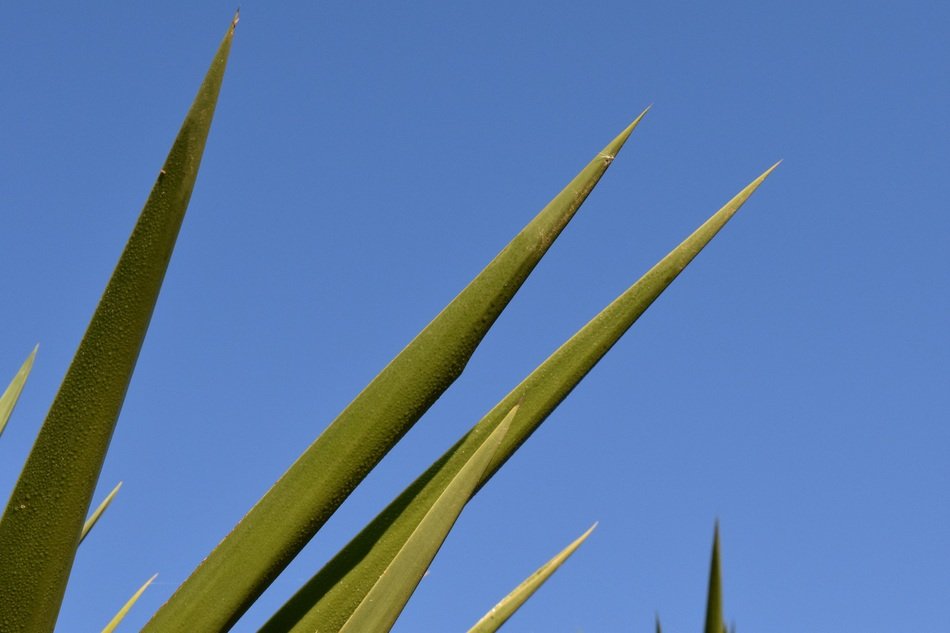 tips of Palm tree leaves at sky