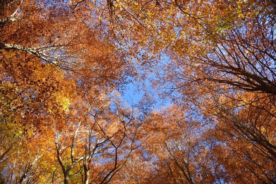 Colorful foliage on the beautiful trees in autumn