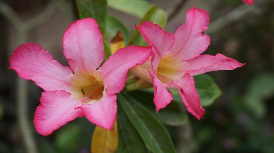 refreshing flowers