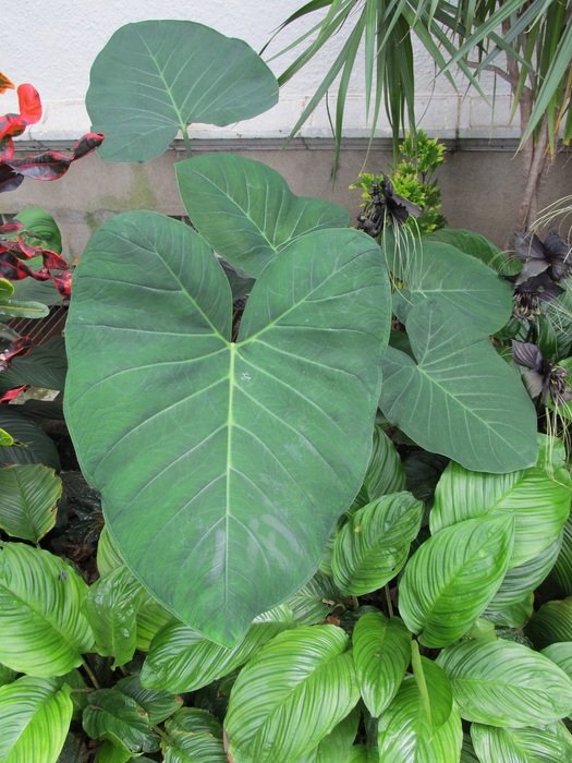 Elephant Ears Leaves Plants