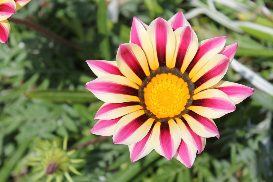 geometry of flower petals close-up on blurred background