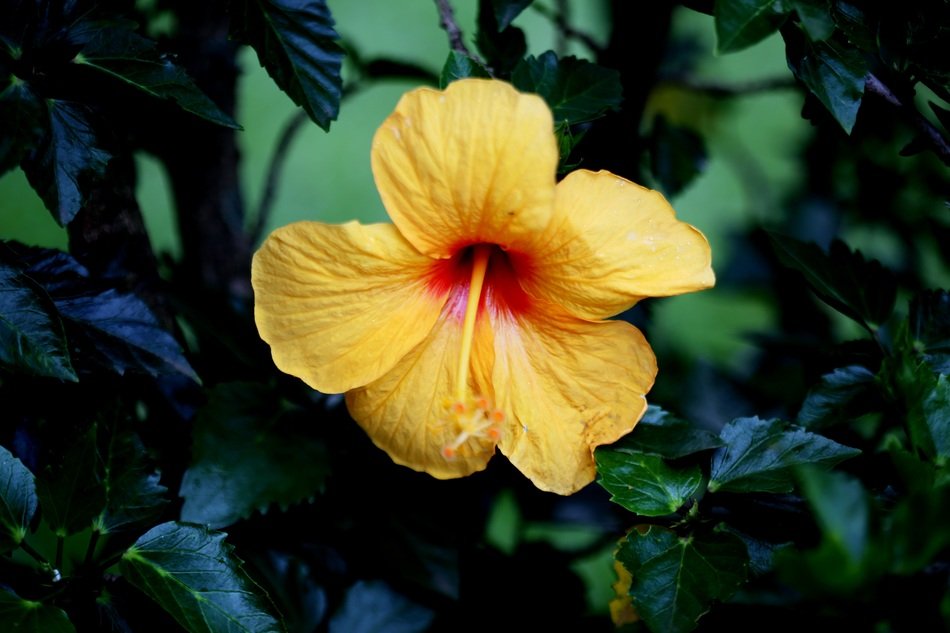 yellow hibiscus on a branch in the garden