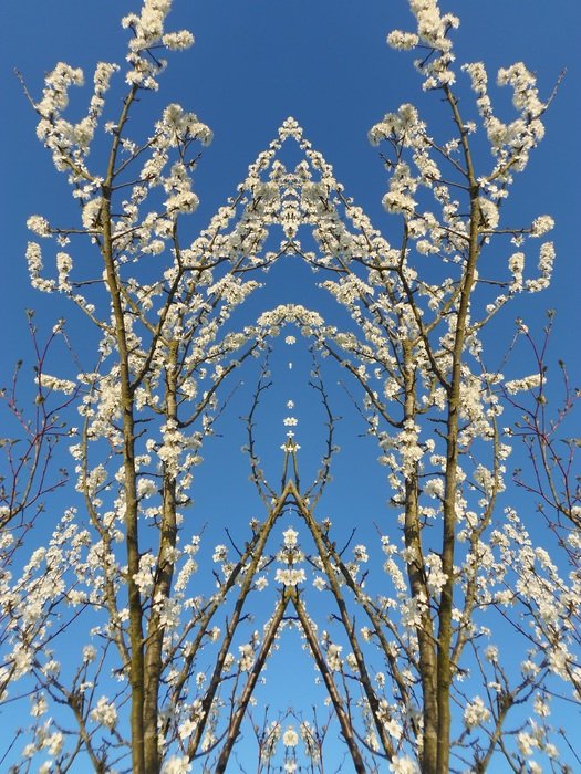 cherry blossom, digital art