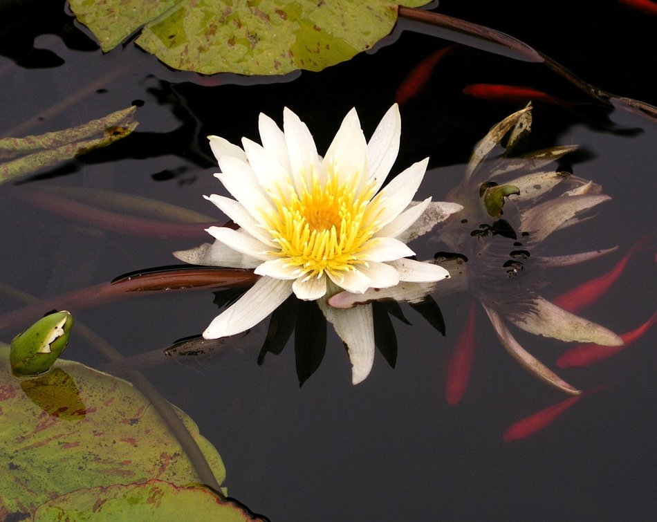 Picture of the water flower