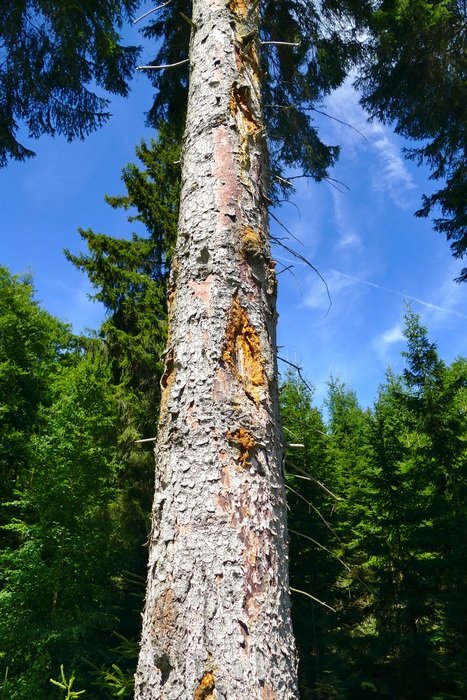 Forest Idyll Perspective