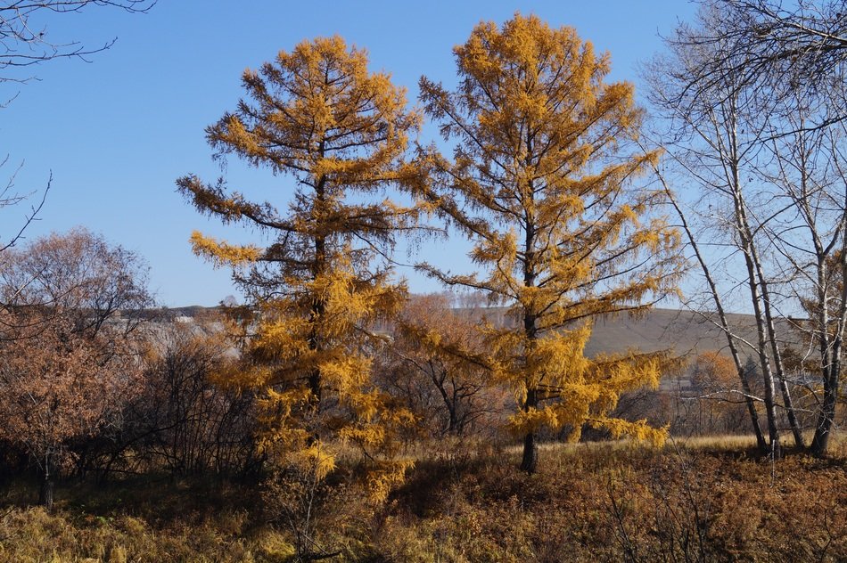 Beautiful Yellow trees in the autumn