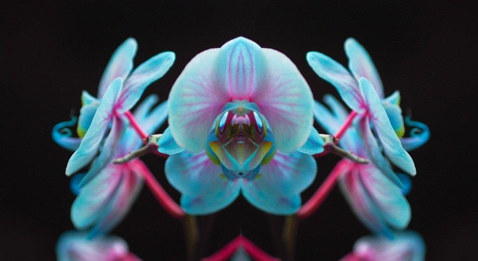 blue orchid on a black background