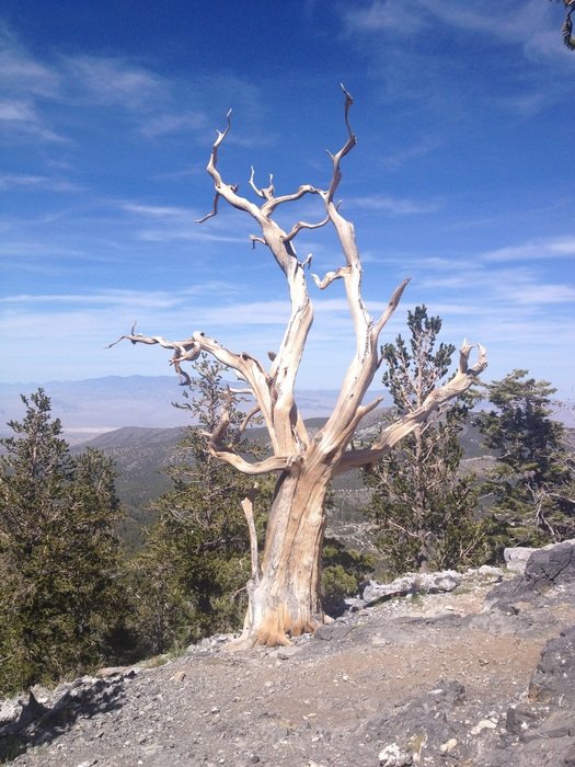 Bristlecone Pine Tree