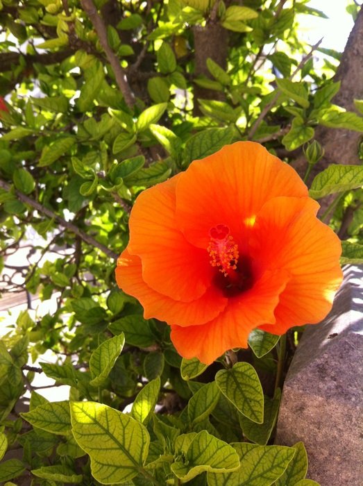 wonderful Hibiscus Flower