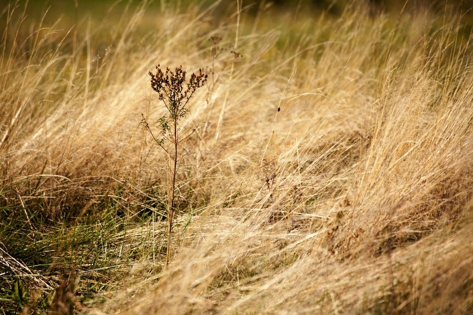 fascinating Dry Grass