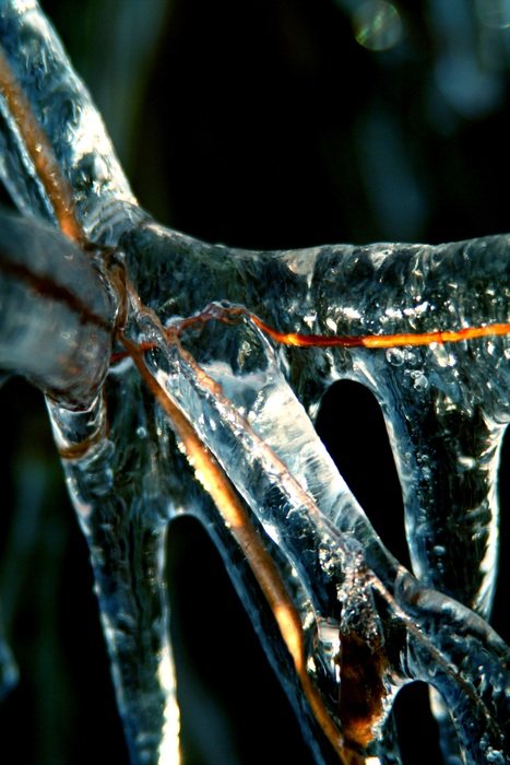 ice on a tree branch in the forest