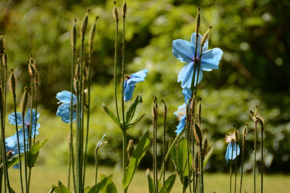 blue wild flowers on the meadow
