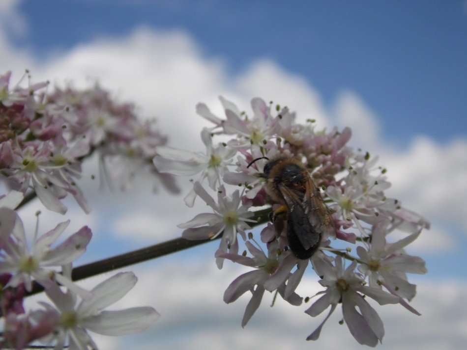 bee on the tree blossom
