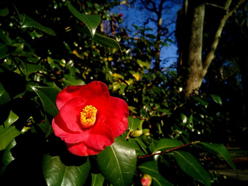 red japanese camellia on a green bush in the sunlight