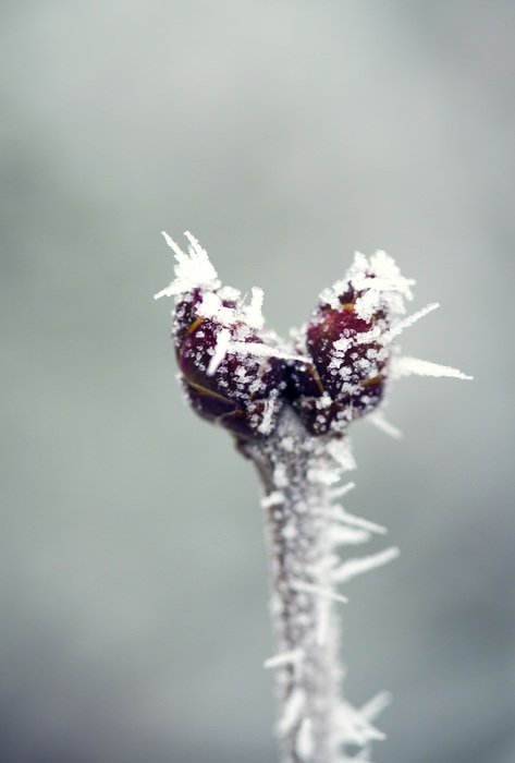 plant in the snow close up