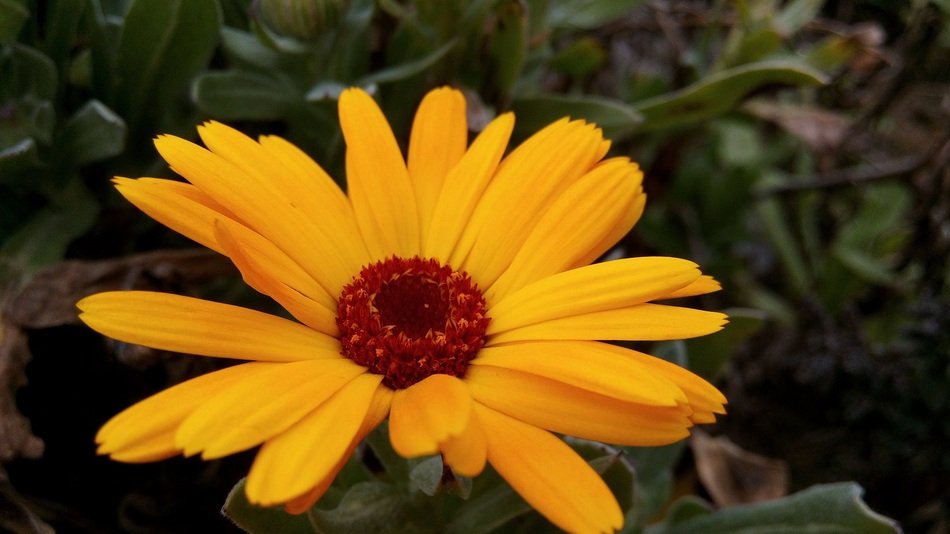 marigolds in the meadow