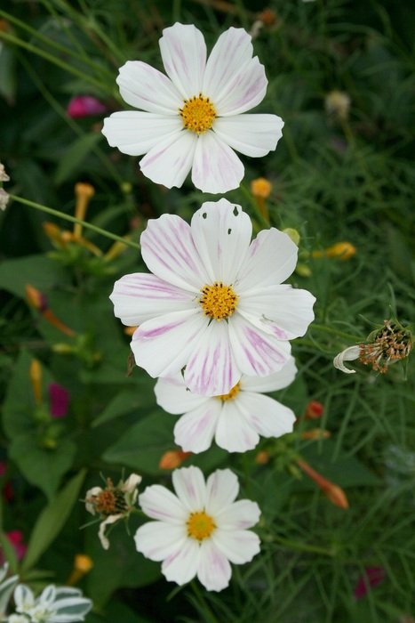 garden summer plant with white flowers close-up