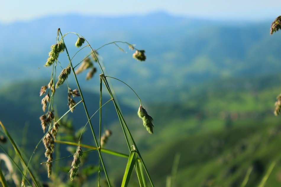 grass against a green mountain