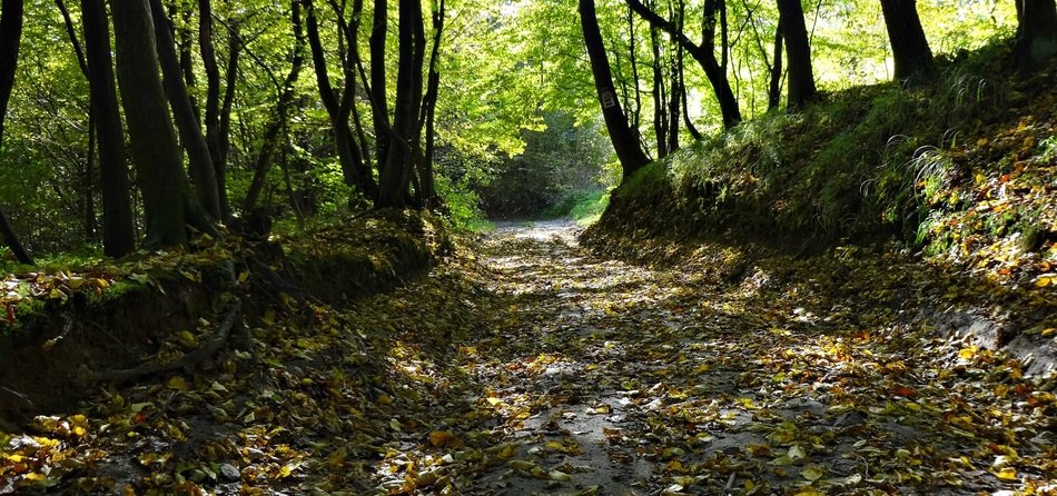 lonely road in the autumn forest