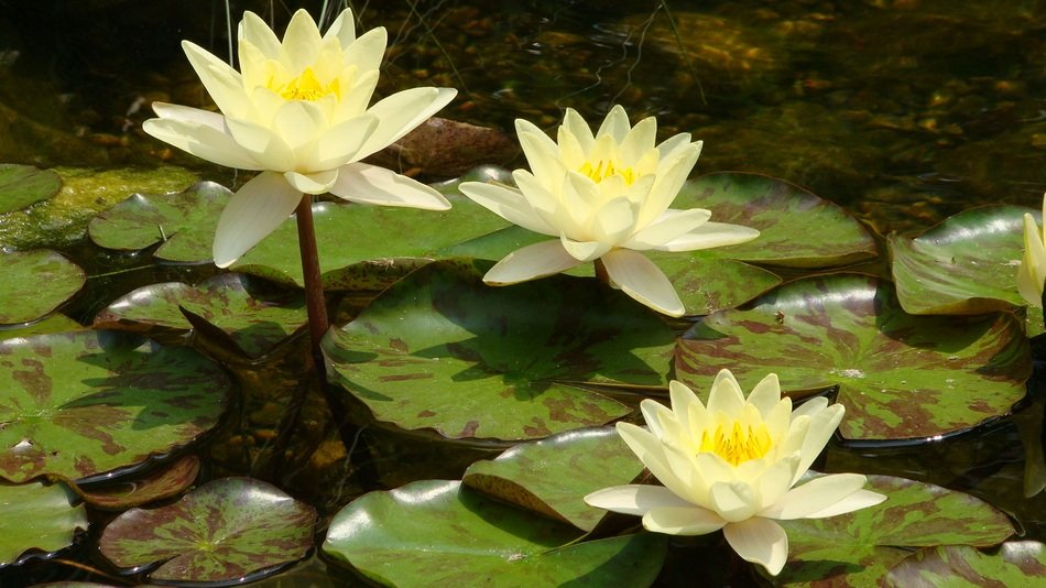 yellow Lotus Waterlily Floating