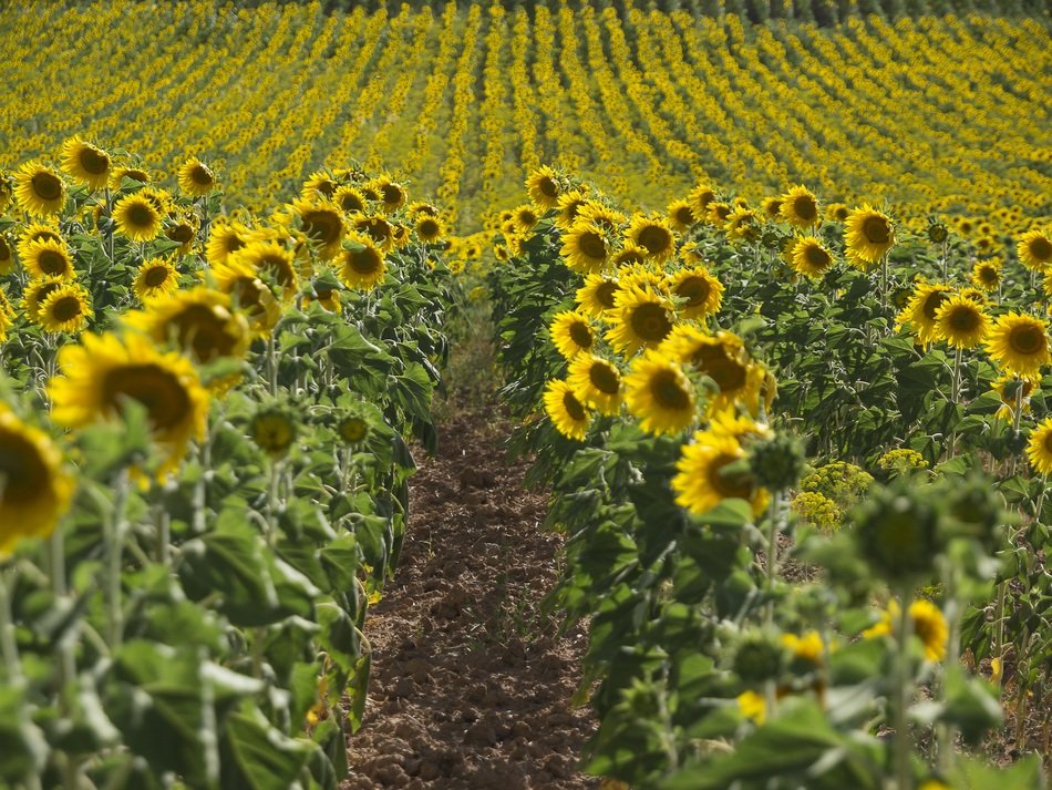 walkway between sunflower beds