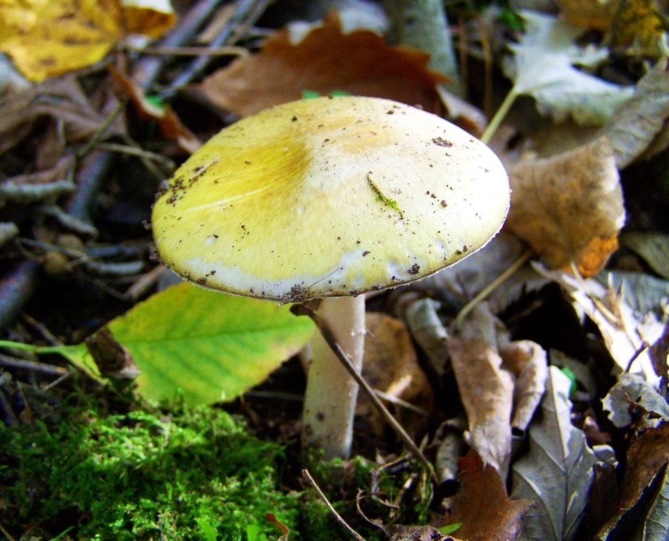 magnificent Mushroom