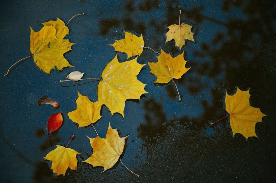 yellow maple leaves on the water