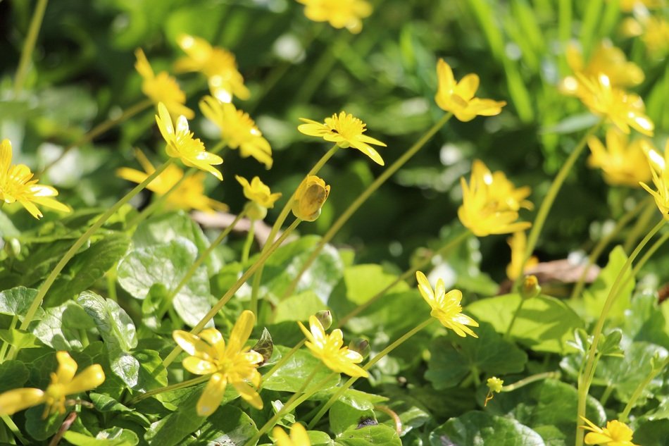 yellow buttercups in the garden close-up on blurred background