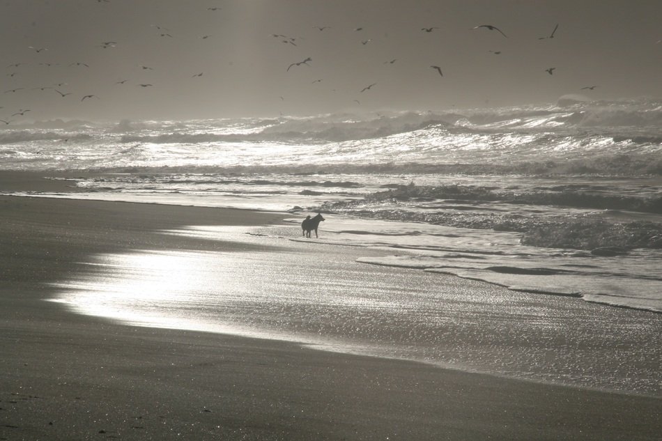 dog stands on serfline at stormy sea