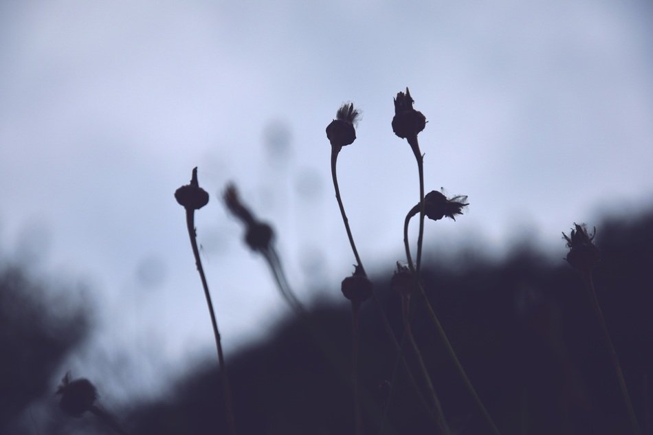 closed dandelion blossoms