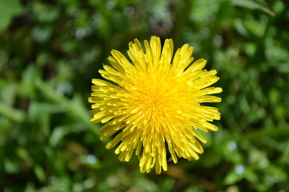 incomparable Dandelion Flowers