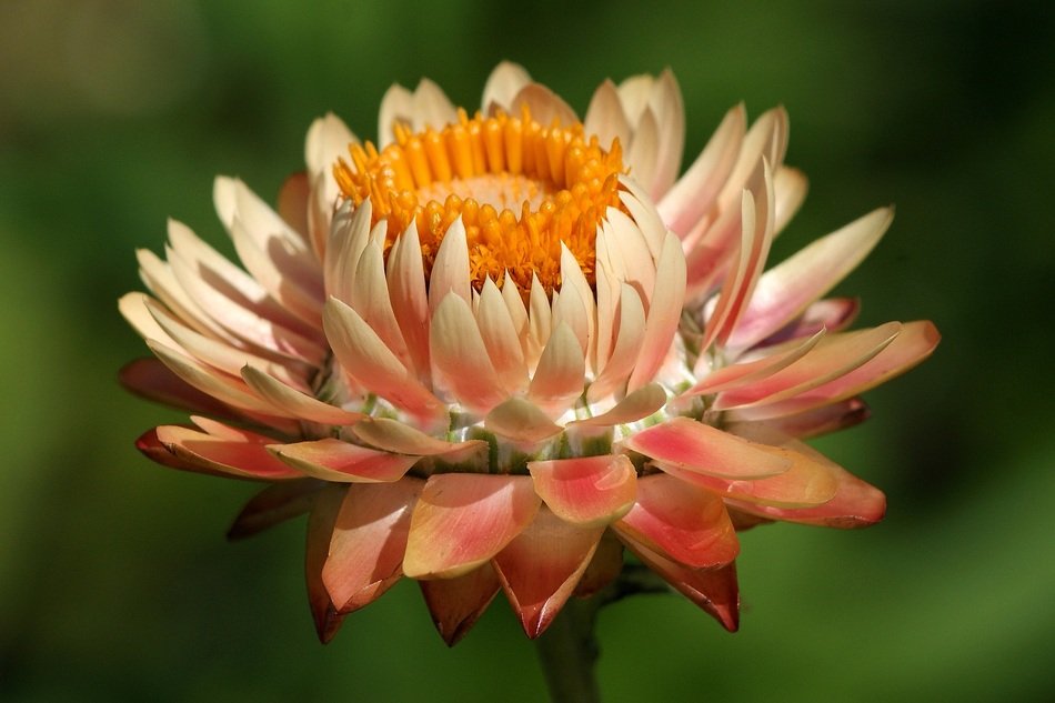 delicate pink helichrysum