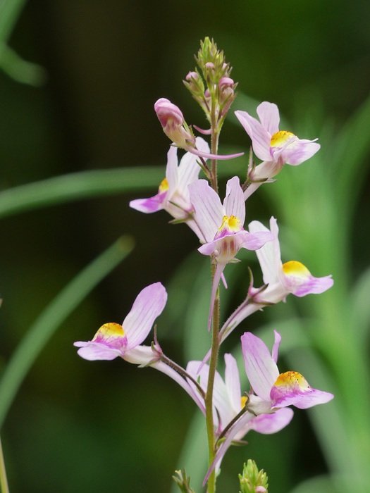 stunningly beautiful Summer Toadflax